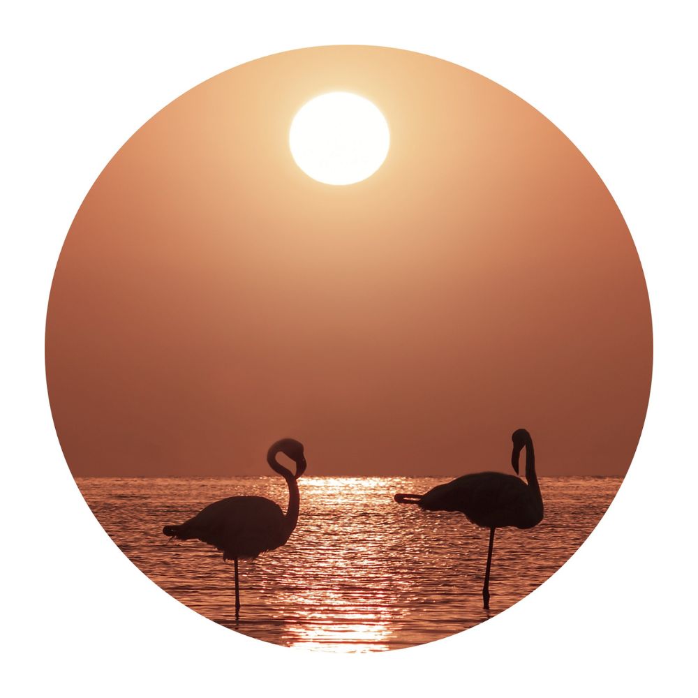 muurcirkel-flamingo-sunset