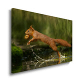 canvas schilderij eekhoorn met noot