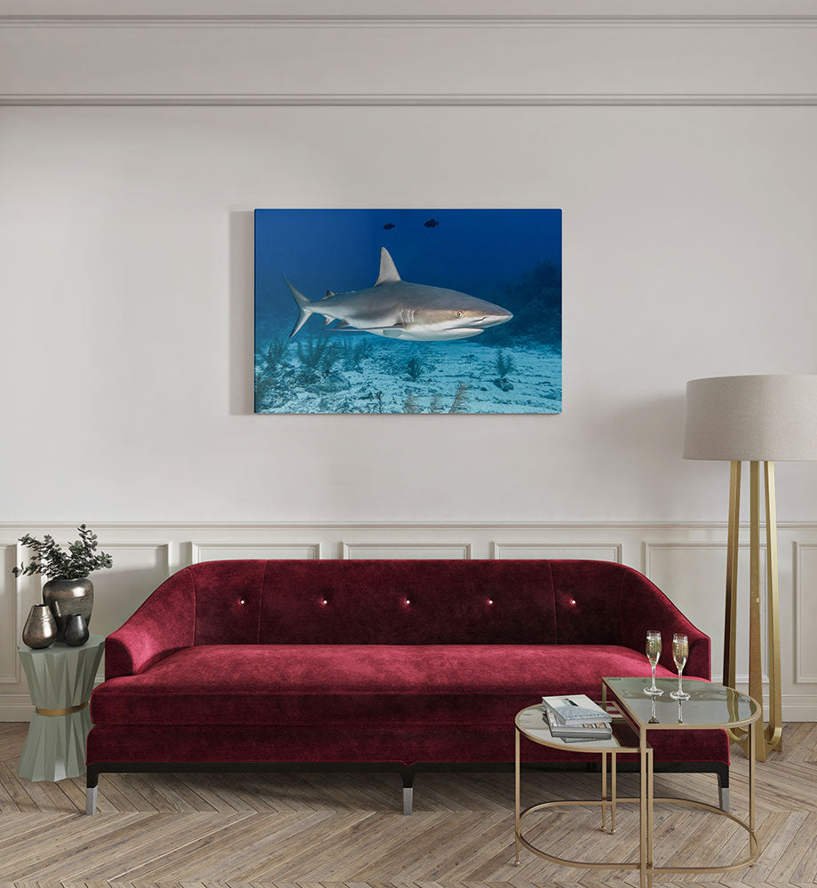 canvas schilderij rifhaai kamer
