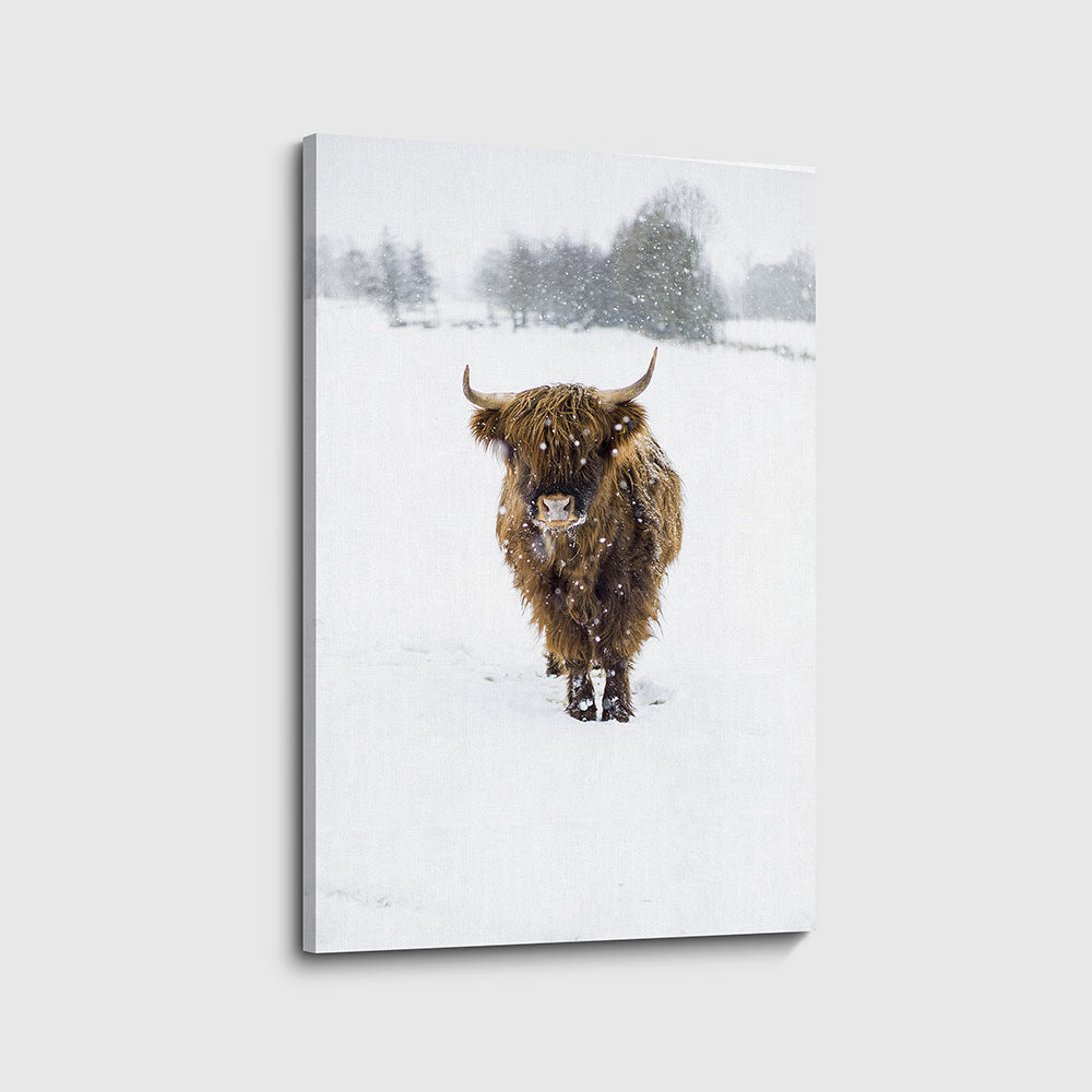 canvas schilderij snowflake hooglander lion