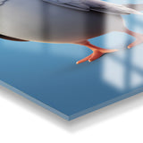 Glasschilderij Duif 3D