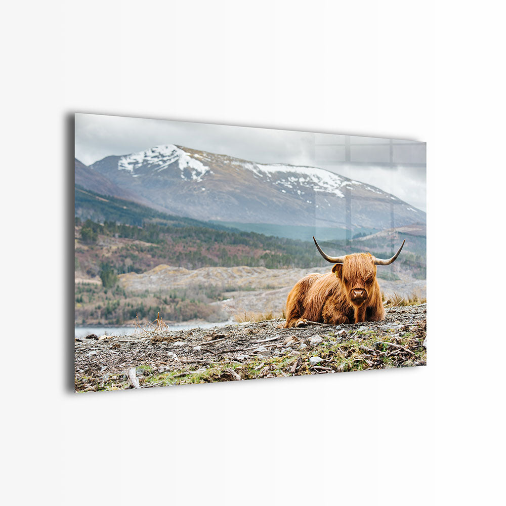 glasschilderij hooglander bergen voorkant