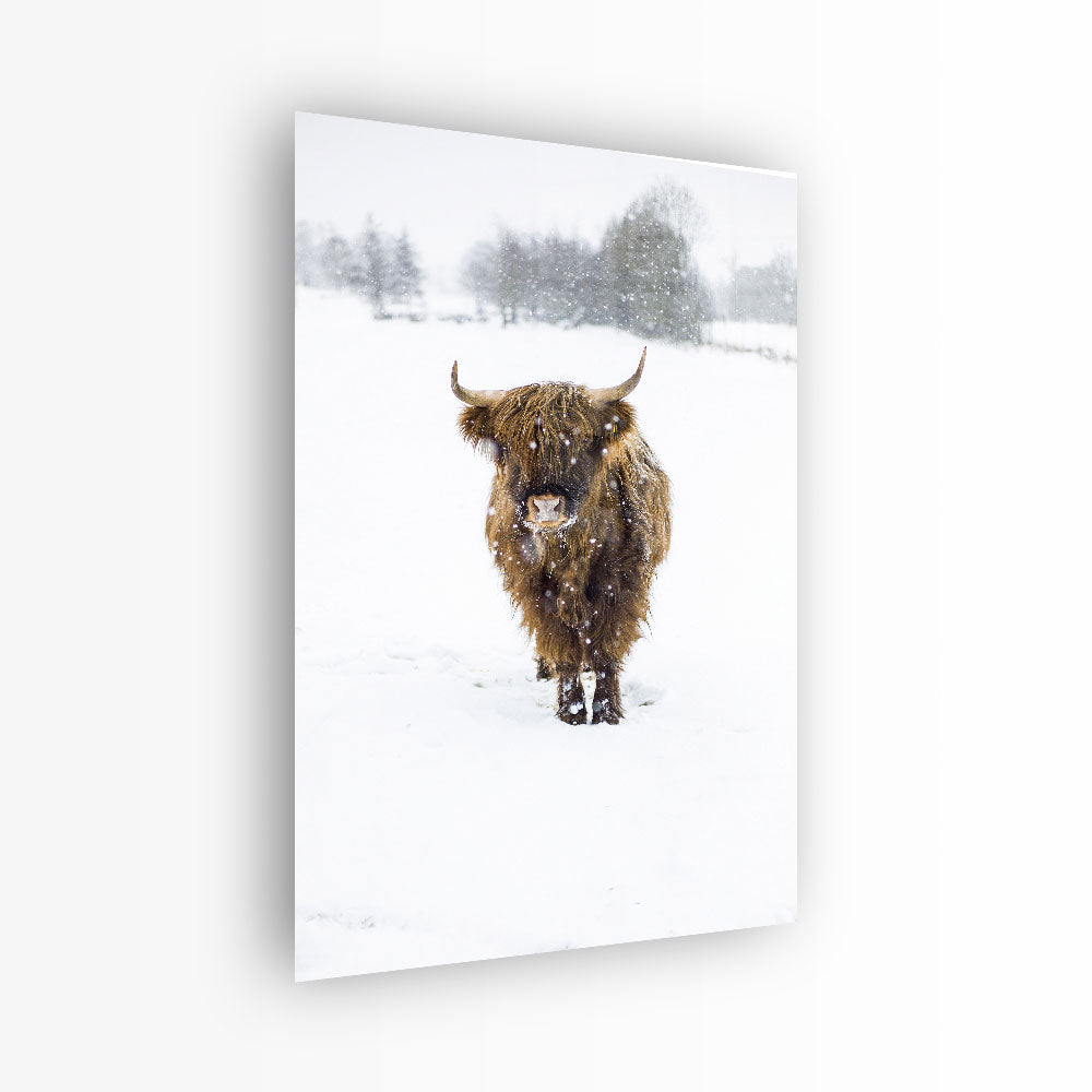 glasschilderij snowflake hooglander voorkant